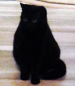 Katze MOLLY - vermisst seit 28.02.2015 in München-Moosach (Bingener Straße)