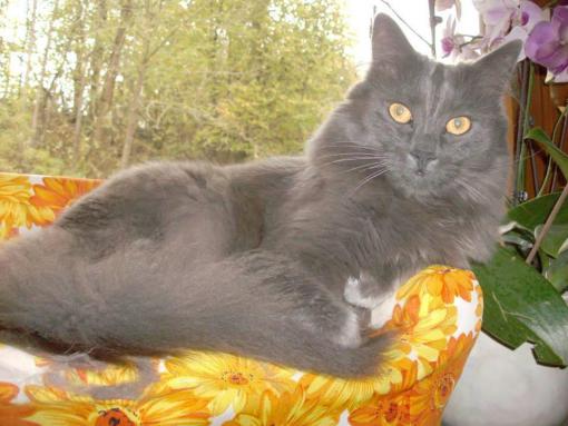 Kater YODA vermisst seit 24. Juni 2014 in Gröbenzell 